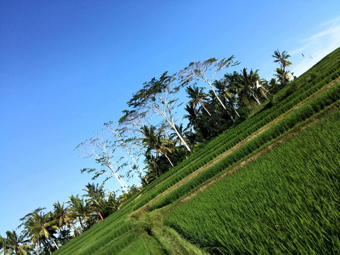 ricefield3