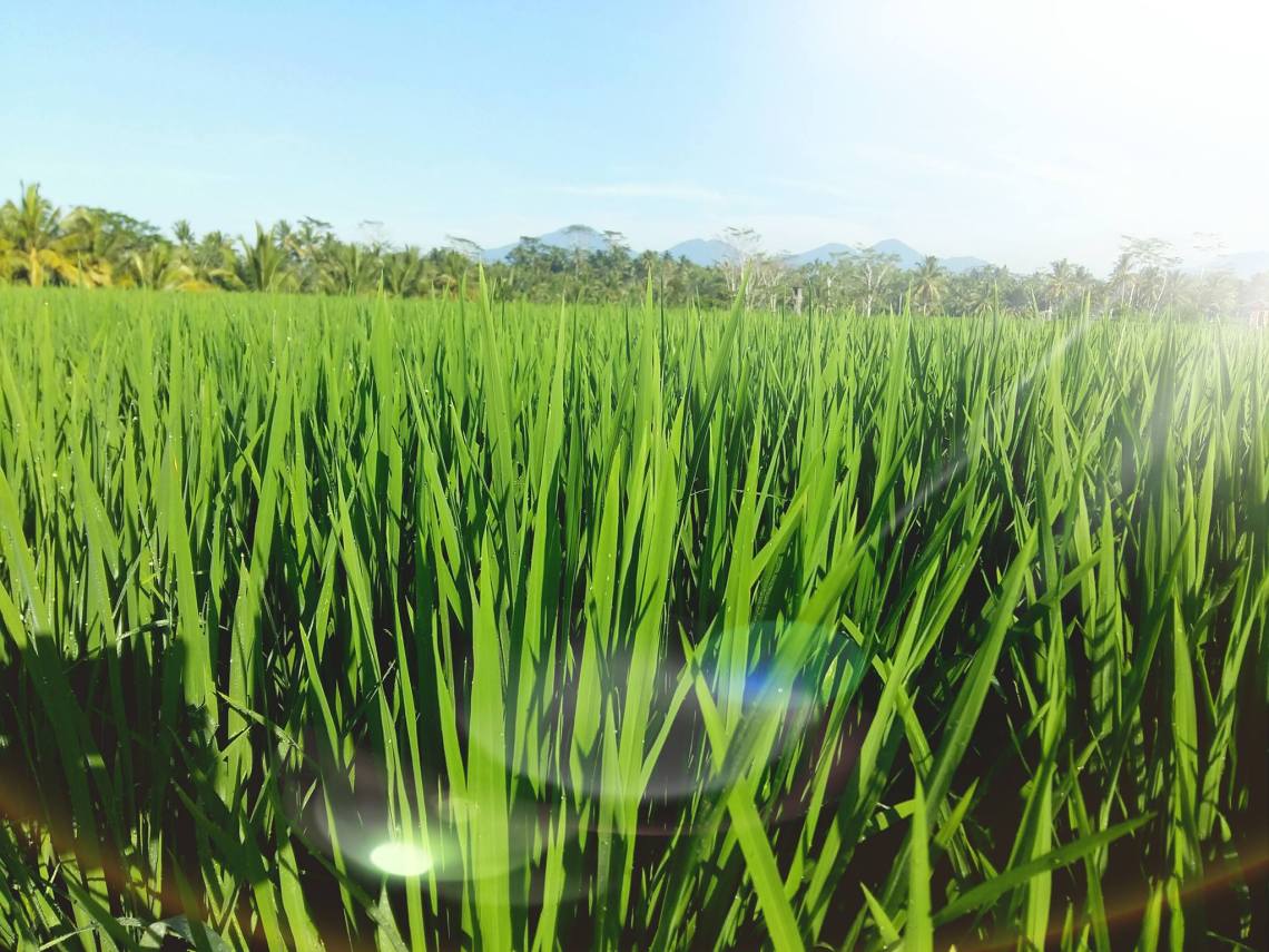 ricefield5