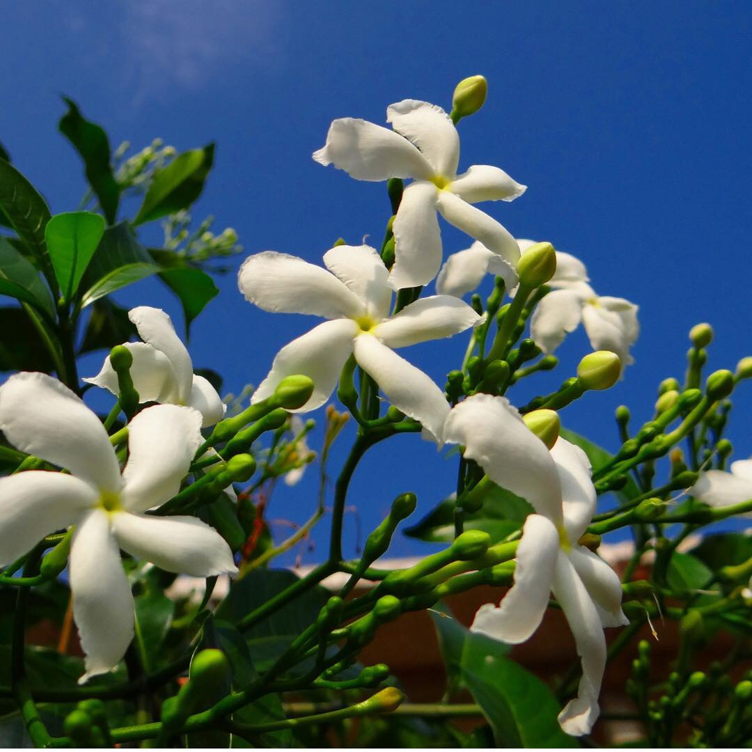 41344635_542048912884302_1618251240846655488_n