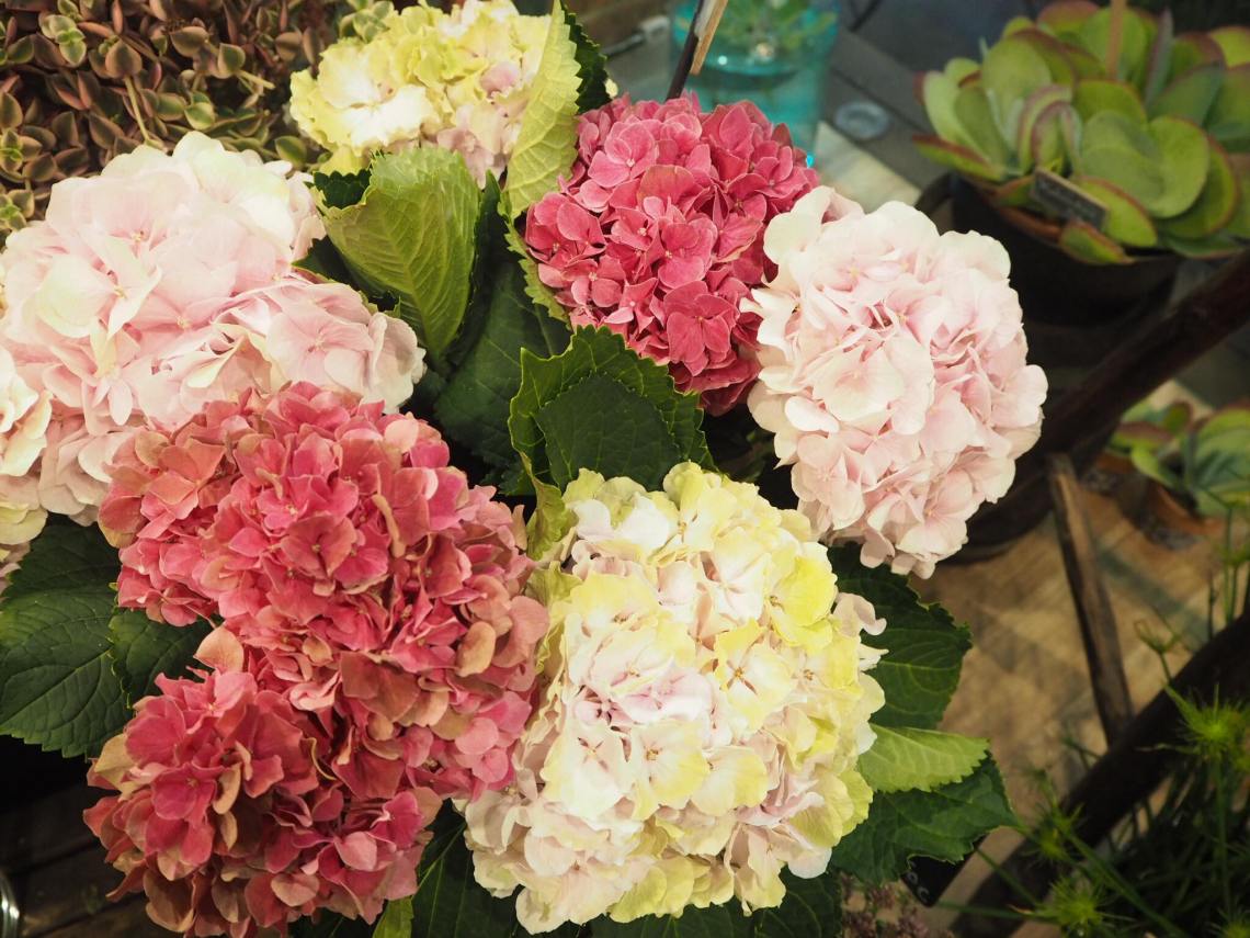 Gambetta Hydrangeas