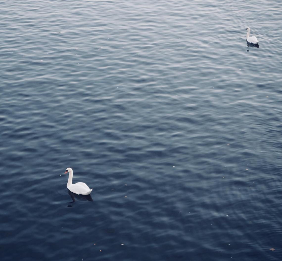 43471386_352327985510942_202041974637723648_n