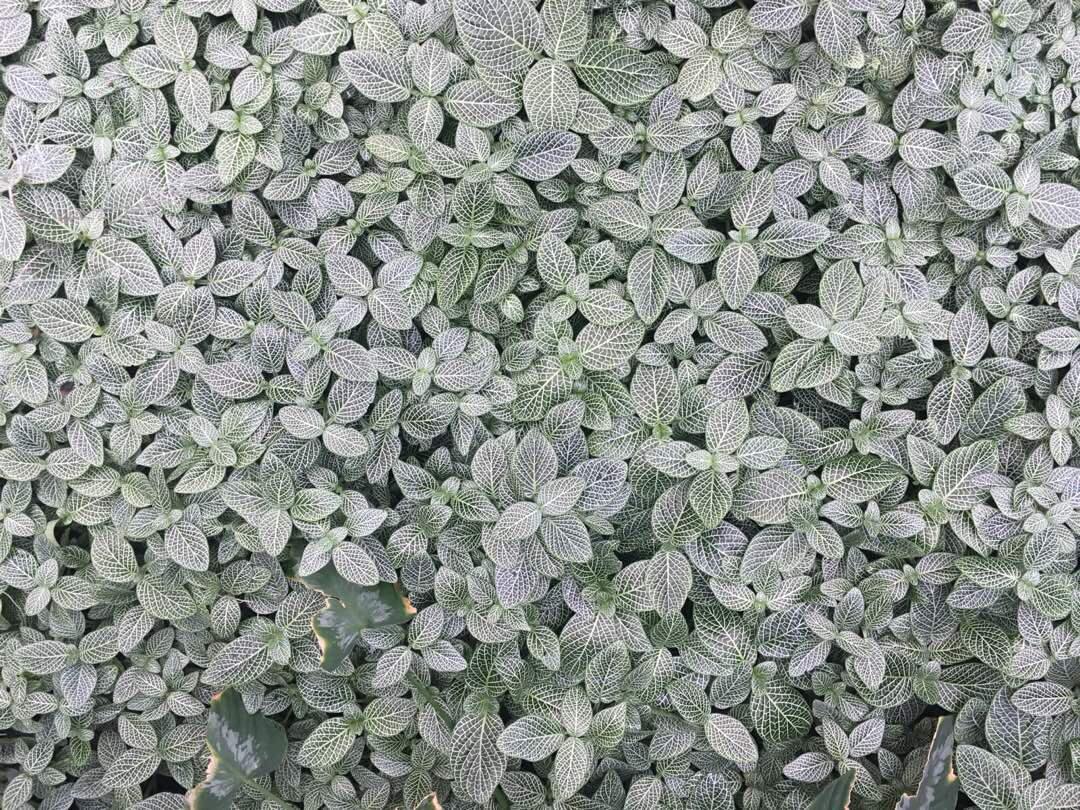 48396552_264262110935090_6545059121450713088_n