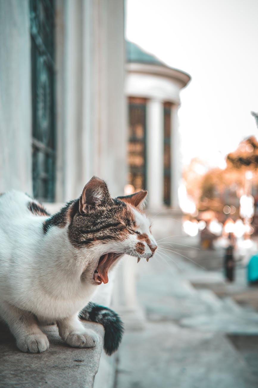 calico cat on gray concrete stair
